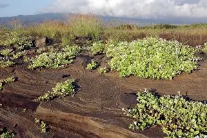 Bartolome: First plants on lava