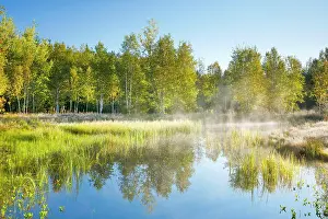 Rays: The first rays of sunlight bathe the birch forest