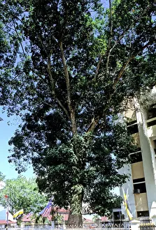 Hevea: First rubber tree planted in Malaysia in 1877