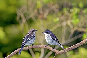 Thickets: Fiscal Flycatcher - female with immature on left