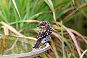 Baths: Fiscal Flycatcher - immature at birdbath