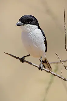 Collaris: Fiscal Shrike, Lanius collaris, Samburu