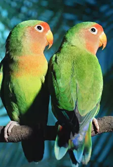 Andrey Zvoznikov: FischerIs / Peach-faced Lovebirds - Hybrid