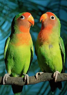 Andrey Zvoznikov: FischerIs / Peach-faced Lovebirds - Hybrid