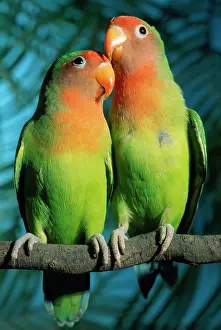 Andrey Zvoznikov: FischerIs / Peach-faced Lovebirds - Hybrid