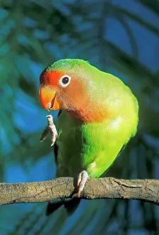 Andrey Zvoznikov: FischerIs / Peach-faced Lovebirds - Hybrid