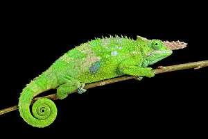 Spiral: Fischer's chameleon (Kinyongia fischeri ), Tanzania