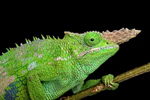 Fischeri: Fischer's chameleon (Kinyongia fischeri ), Tanzania
