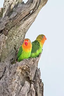 Fischeri: Fischer's Lovebird