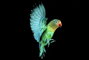 Fischeri: Fischer's Lovebird - In flight