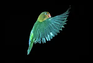 Fischeri: Fischer's Lovebird - In flight