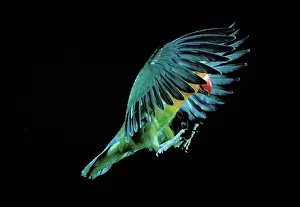 Fischeri: Fischer's Lovebird - In flight