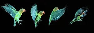 Fischeri: Fischer's Lovebird - in flight, time-lapse