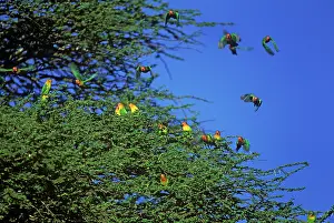 Fischeri: Fischer's LOVEBIRDS - Flock in trees