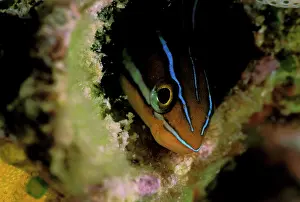 Waterscape: Fish