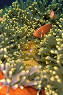 Westmorland: Fish
