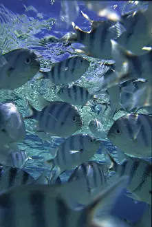 Aitutaki: Fish, Aitutaki, Cook Islands