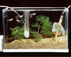 Bubbles: FISH AQUARIUM - Guppies