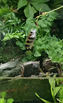 Archerfishes: FISH - Archerfish, jumping out of water for insect