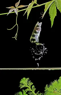 Archerfishes: FISH - Archerfish, side view, jumping for insect