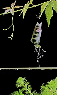 Archerfishes: FISH - Archerfish, side view, jumping for insect