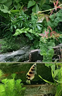 Archerfishes: FISH - Archerfish, side view, shooting water at insect