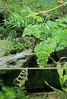 Archerfishes: FISH - Archerfish, side view, shooting water at insect