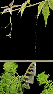 Archerfishes: FISH - Archerfish, side view, shooting water at insect