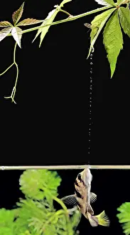Archerfishes: FISH - Archerfish, side view, shooting water at insect