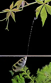 Agility: FISH - Archerfish, side view, shooting water at insect