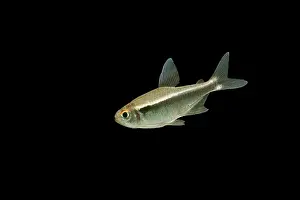 Neon: Fish - Black Neon Tetra