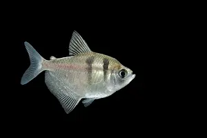 Tetra: Fish - Black Widow Tetra