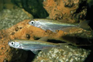 Bleak: Fish - Bleak