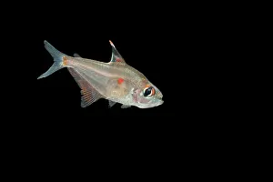 Tetra: Fish - Bleeding Heart Tetra
