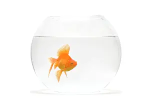 Goldfishes: Fish bowl - with goldfish in studio
