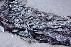 Commerical: Fish - caught in net