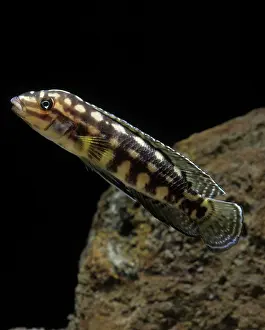 Cichlids: Fish - Checkered Julie Cichlid