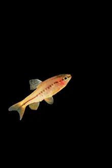Barb: Fish - cherry barb
