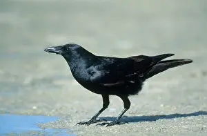 Crows: Fish Crow