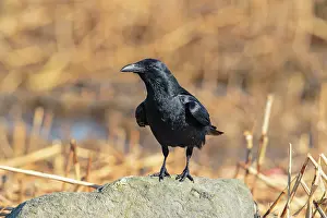 Crow: Fish Crow