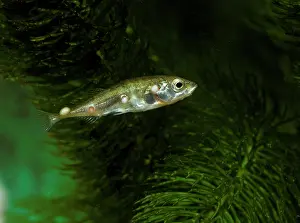 Cysts: Fish - Cysts of glugea anomala on stickleback