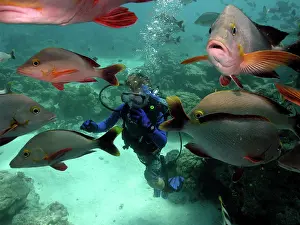Posionous: Fish and Diver - 11 year old Timothy McDowell diving