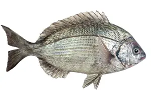 Bream: Fish - Dorade / Sea Bream in studio
