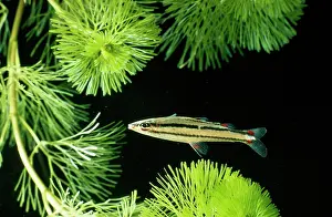 Pencil: FISH - Dwarf Pencilfish