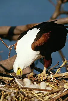 Malawi: Fish EAGLE - feeding week old chick