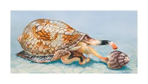 Sting: Fish-eating cone shells