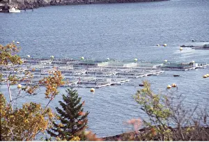 Lisa Svedberg: FISH FARM - Salmon Farming