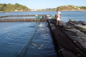 Commerical: Fish Farm - Yellowfin Croaker (Umbrina sp.)