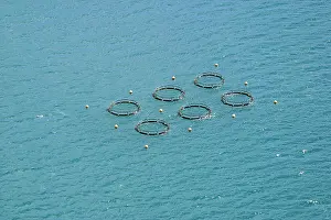 Commerical: Fish Farming