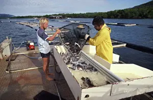 Barramundi: Fish farming